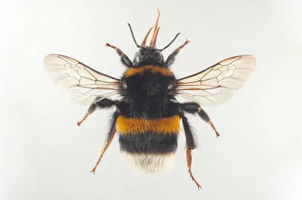 Foto av en mørk jordhumle på lys grå bakgrunn