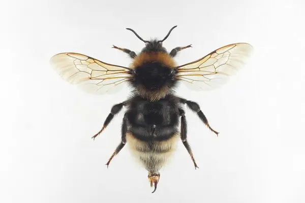 Foto av en jordgjøkhumle på en lys grå bakgrunn