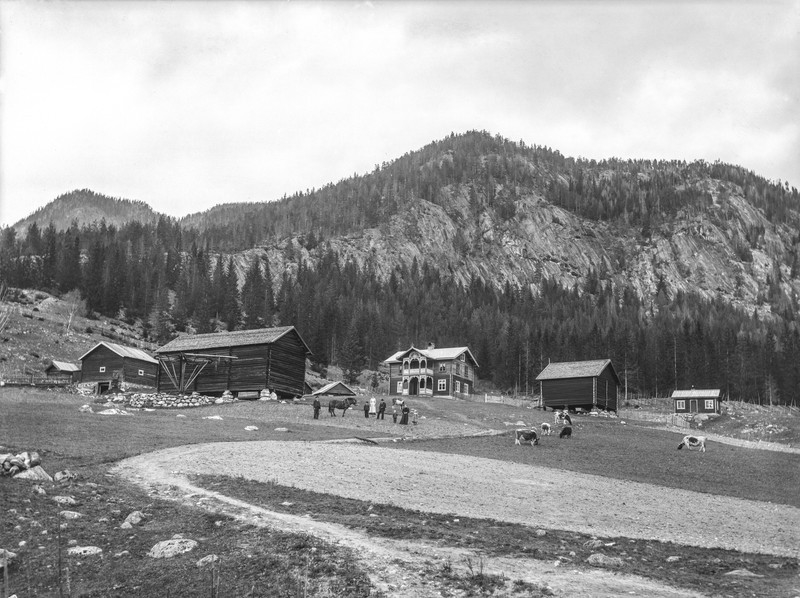 Hans T. Bergs gård  Børtnes  Hallingdal. 16.10.1906. Bolighus, uthus, kyr, personer.