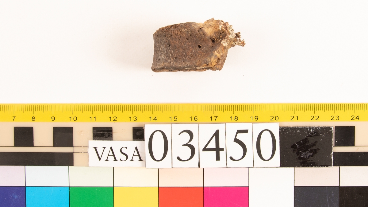 Bröstkota, skör.
Vertebra Thoracicae.