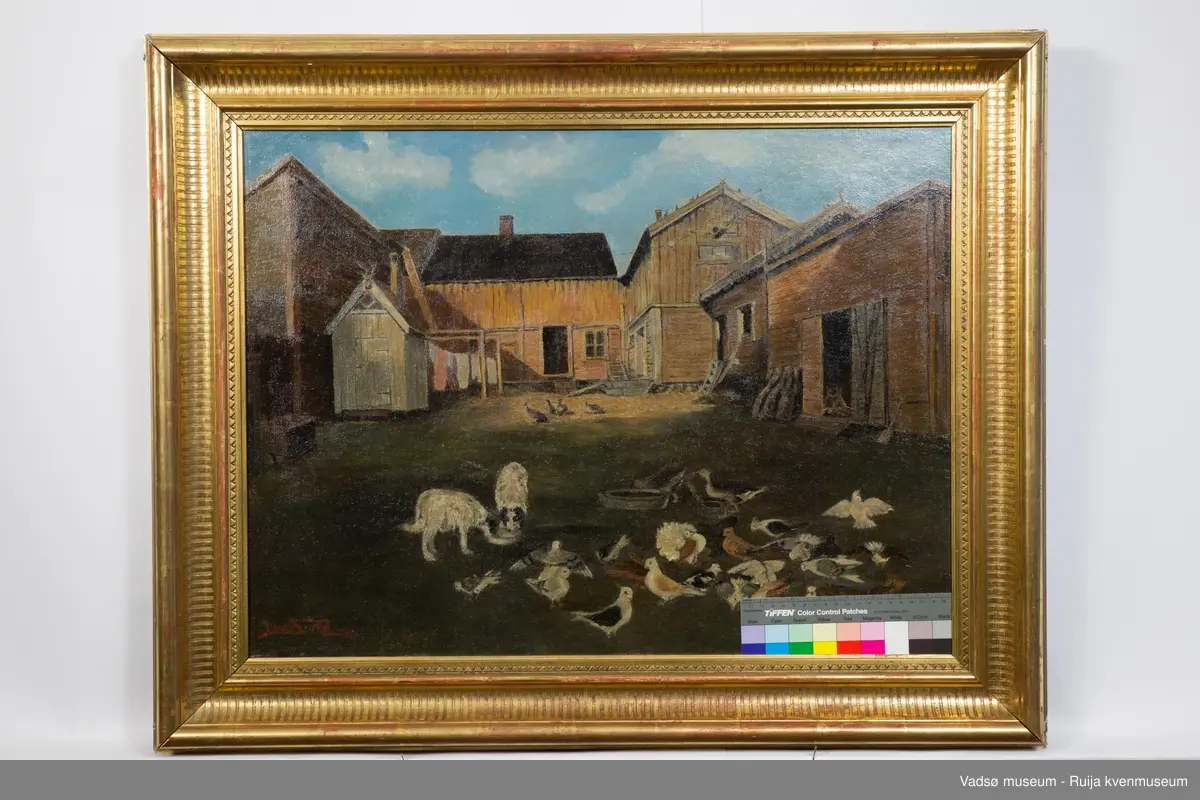 Bakgårdsmotiv fra gård i Vadsø med flere bygninger og uthus, hunder, gjess, duer.