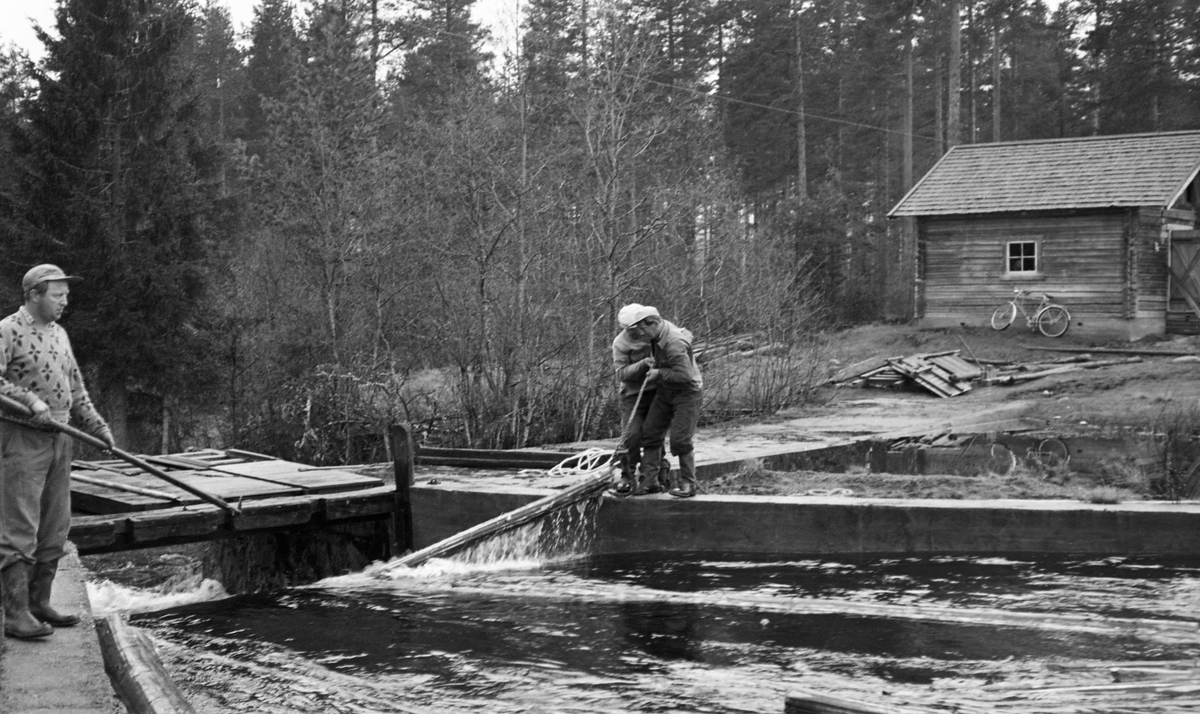 Fløtere i arbeid ved Gjeddevassdammen, der Trautåa renner ut av Gjeddevatnet. Dammen var en støpt betongkonstruksjon, med ett løp, som hadde vært stengt ved hjelp av fire luker, som da dette fotografiet ble tatt var opptrukne og lå på dambrua. De tre karene forsøkte, ved hjelp av fløterhaker, å få tømmerstokkene som rant ut med damvannet til å gå riktig inn i damløpet. Til høyre i bakgrunnen ser vi damkoia, der dampasserne holdt til. Dette var et laftehus, reist på en støpt mur, med vindu mot dammen, og med dør i gavlen. Taket var tekket med flis. Inntil husveggen sto det en sykkel. I 1955 var det innmeldt 87 526 tømmerstokker til fløting i Trautåa. Dette utgjorde 10-11 prosent av tømmeret i Odalsvassdraget dette året.