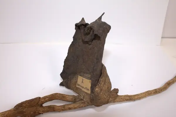 Jernstykke omvokst av tre