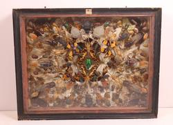 Glasskasse  med insekter og biller fra Egypt, ca 150stk