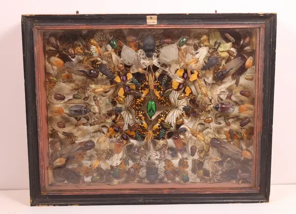 Glasskasse  med insekter og biller fra Egypt, ca 150stk