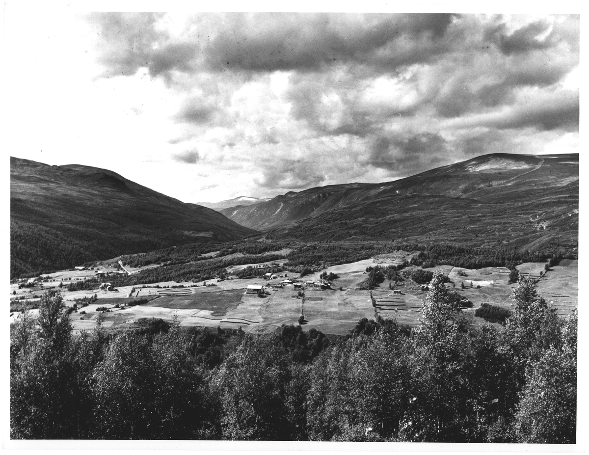 Skogbygda. Vågå