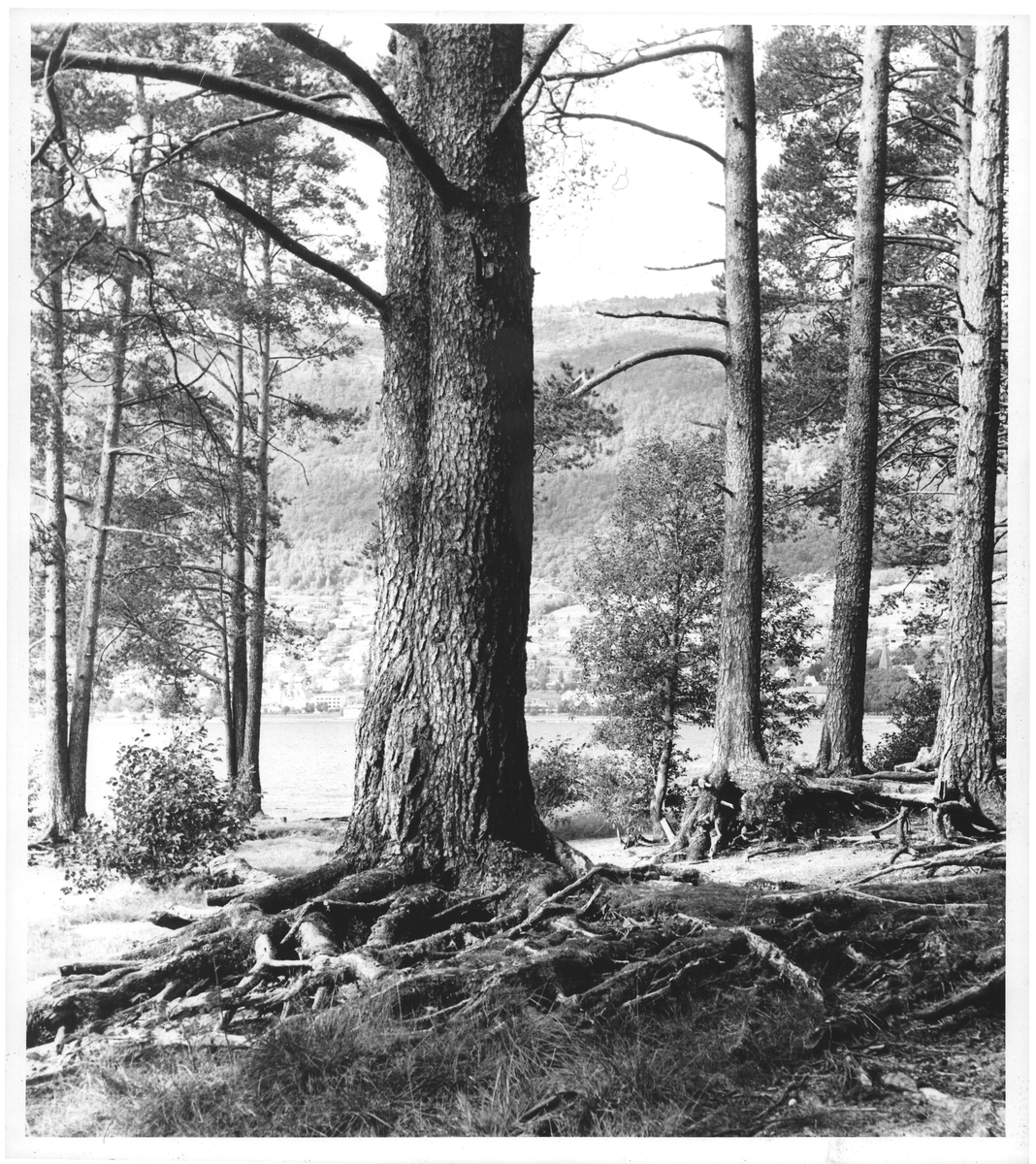 Furu. Voss v. Vangsvatnet