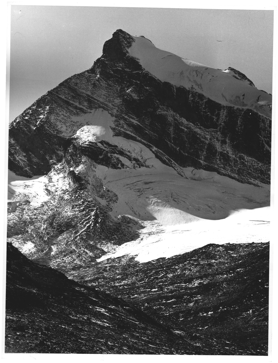 Storebjørn fra Leirvassbu. Jotunheimen