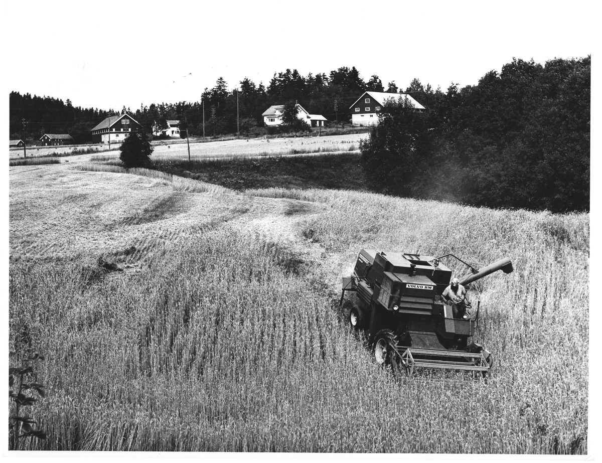 Skurtresker sør for Ulefoss