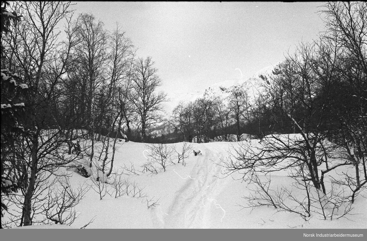 Skispor i vinterskogen.