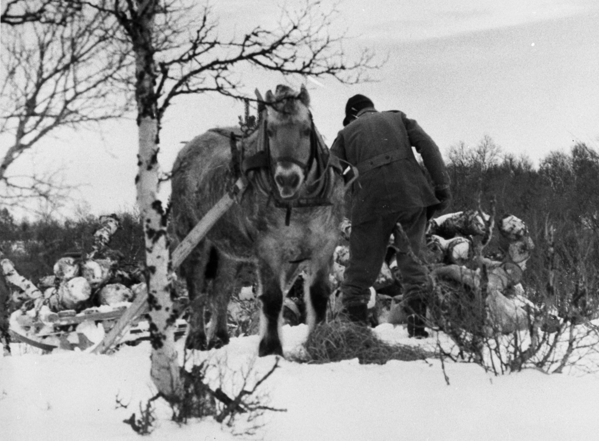 Mann og hest. Magnus Thomasgård (27.1.1904-13.1.1994) og Sonja