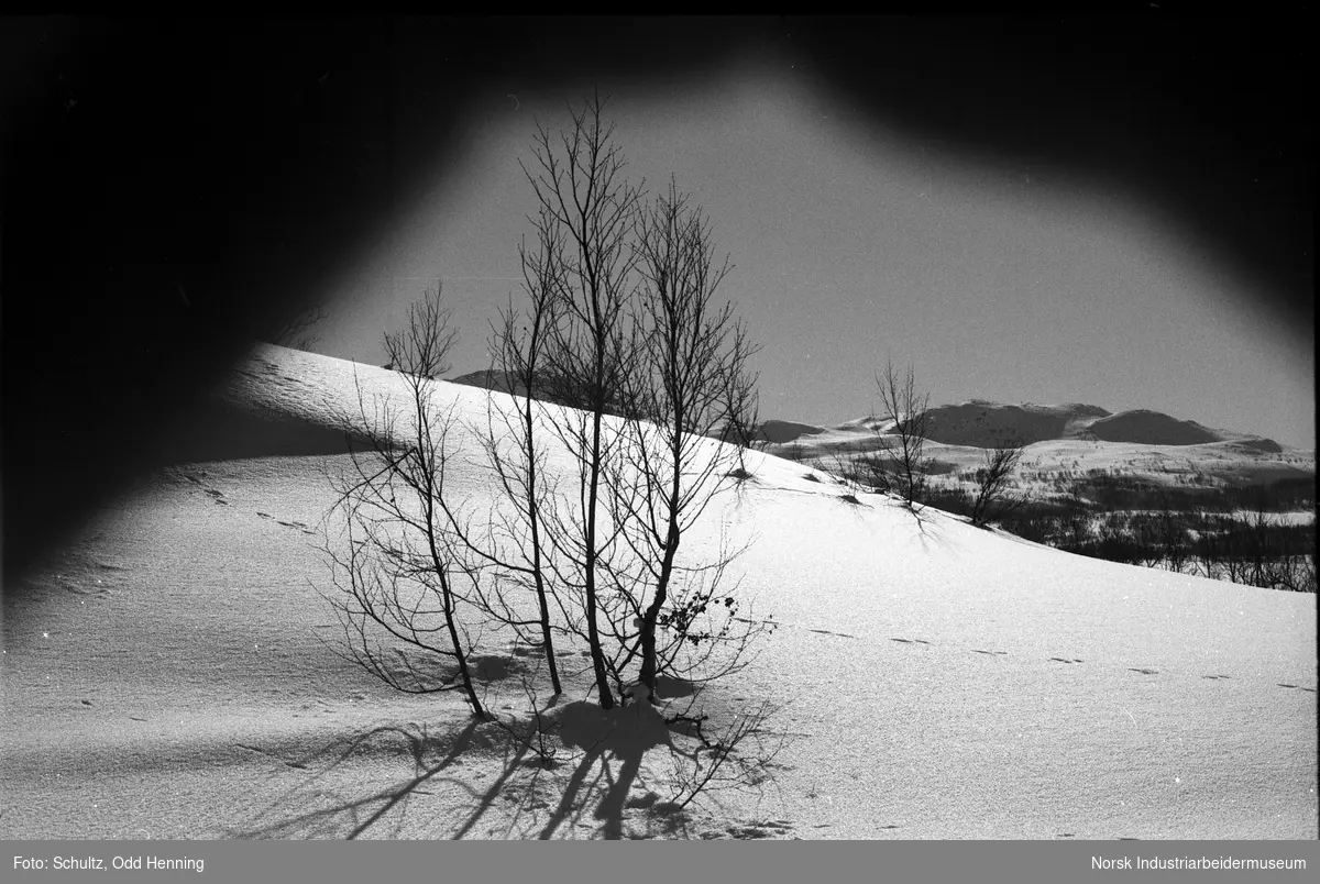 Spor etter dyreliv i snøen til fjells.