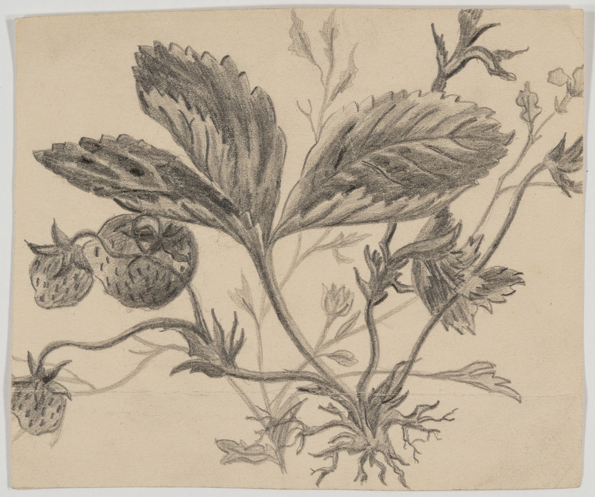 Blyanttegning av jordbærplante med rot, og noe annen vegetasjon i bakgrunnen. 