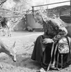 Fröken Skansen 1968, Gunnel Bergström.