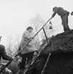 75-årsjubileet. Kung Gustav VI Adolf besöker Skansen. Kolmila.