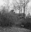 75-årsjubileet. Kung Gustav VI Adolf besöker Skansen. Kolmila.