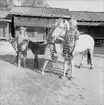 Dop av ponnyföl, Skansen