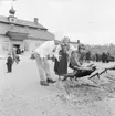 Helstekt gris grillas på gårdsplanen framför Skogaholms herrgård, Skansen.