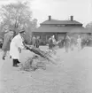 Helstekt gris grillas på gårdsplanen framför Skogaholms herrgård, Skansen.