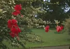 Älvsnabbens besättningsmän besöker den botaniska trädgården i Colombo.