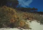Bilden visar en strand på Rottnest island i Australien.