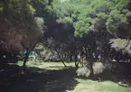 Bilden visar en skog på Rottnest island i Australien.