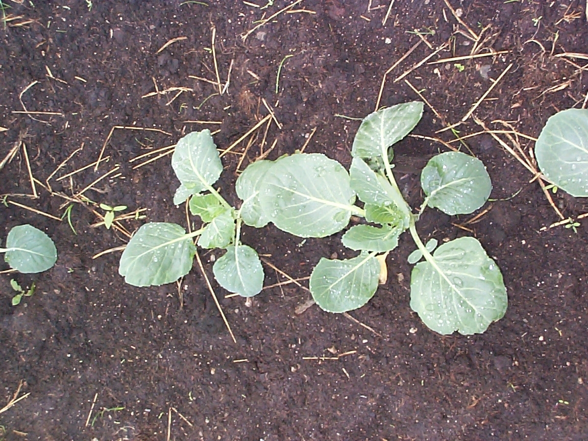 Feltarbeid 15. august 2000: Ta opp gulrot for bunting på Vik i Klepp, Jæren. Vasking av gulrot i buntar. To kopplam. Blomkålåker.