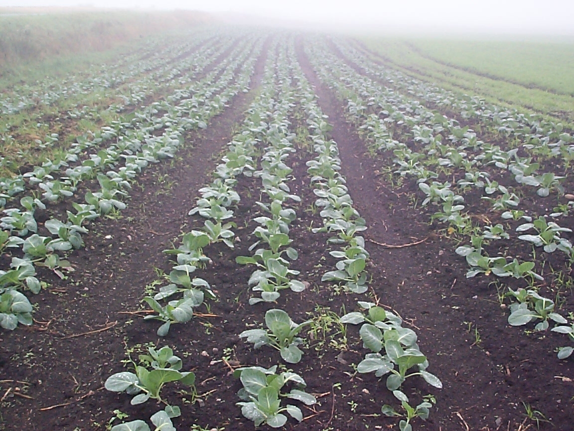 Feltarbeid 15. august 2000: Ta opp gulrot for bunting på Vik i Klepp, Jæren. Vasking av gulrot i buntar. To kopplam. Blomkålåker.