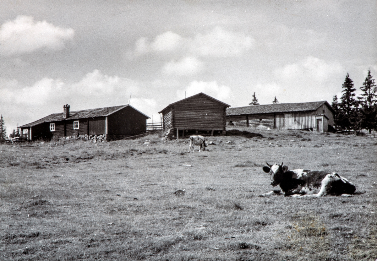 Vesle Oppsal (80/1) har seter på Lavlia i Vang Almenning. Fjøset og løa er senere revet. Bildet er tatt i 1939.
Fotograf Abbi (Astri) Karset.