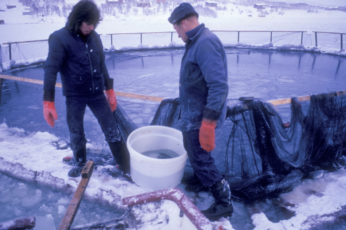 L. Hansen, Tromsø : To menn ser ned i en stamp. Det ligger en bedøvet laks der som det tas prøver av.