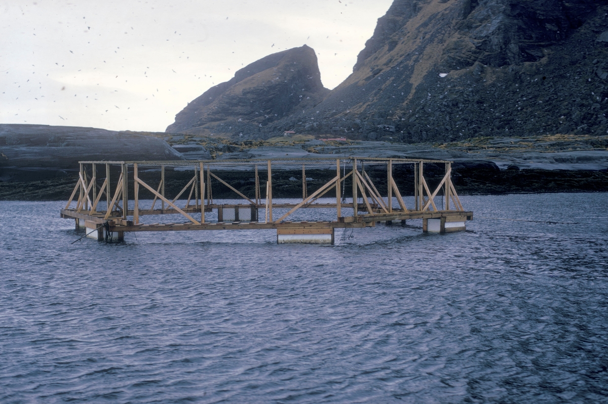 Lurøy, 1972 : Motiv fra Lovund. Hjemmesnekret merde tilhørende Steinar Olaisen og Hans petter Meland.