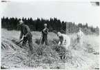 Säterbo sn, Arboga kn, Findla.
Skörd av råg i Findla, Säterbo. 1920-talet.