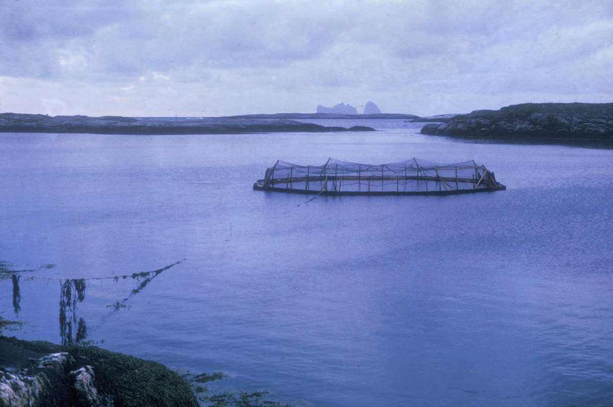 Lovund seminar, 1972 : Dette er anlegget til Steinar Olaisen og Hans Petter Meland, to av oppdrettspionerene på Helgeland. I horisonten ser vi Træna.