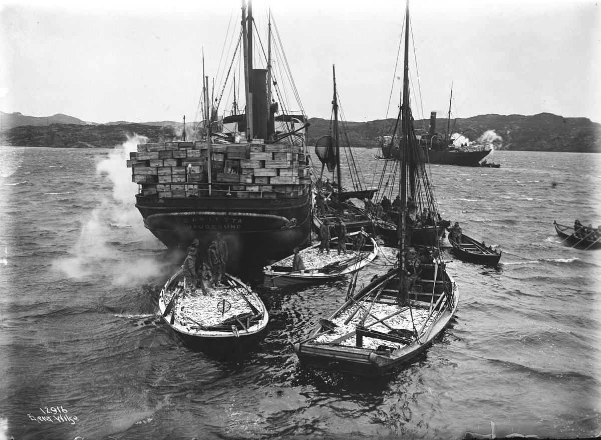 Fiskere og fisk skal lastet ombord i stor fiskebåt, "Carolotta".