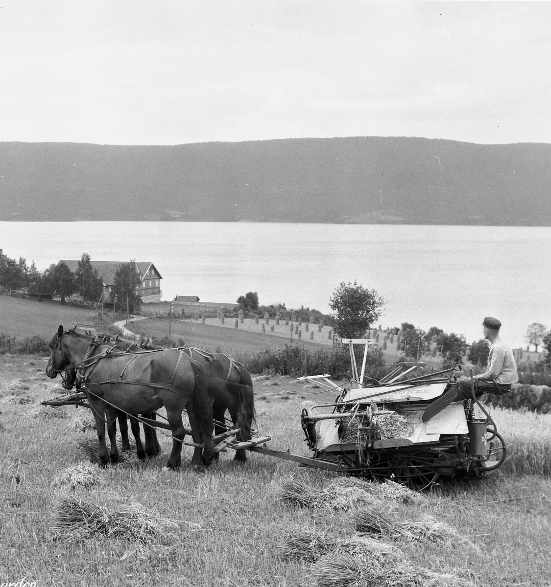 Prot: Hadeland - Haug gaard med selvbinder