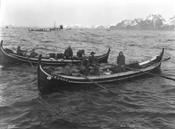 Prot: Lofotfiske Paa Lofothavet. Ottering