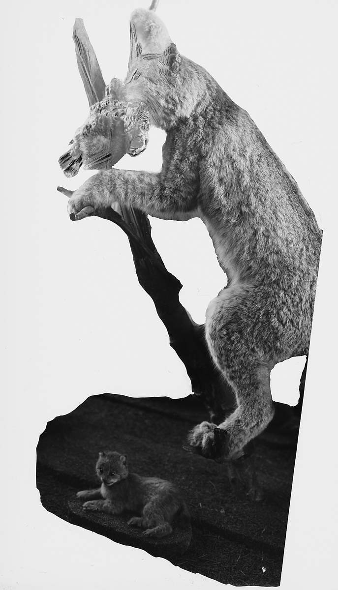 Prot: Zoologisk Museum utstoppet dyr