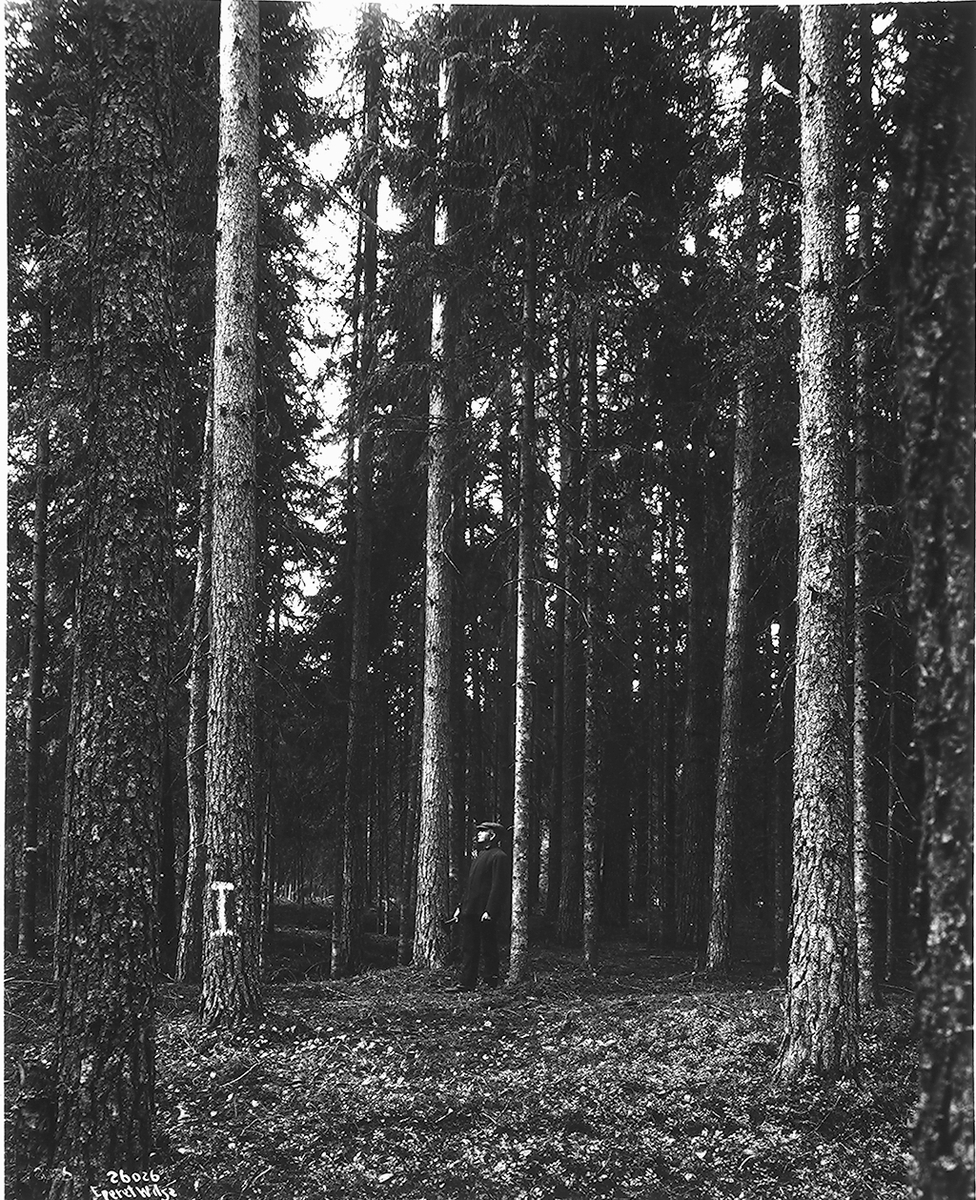 Mann inne i skog. Fotografert 1928.