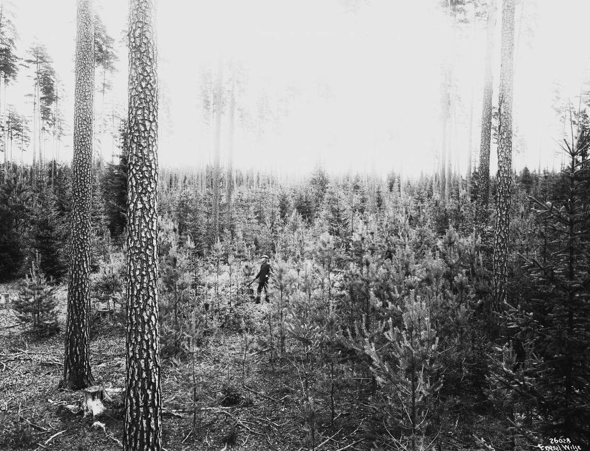 Mann i skogen. Fotografert 1928.