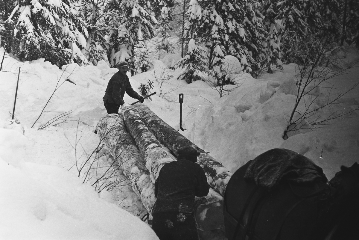 Prot:  Tömmerkjöring