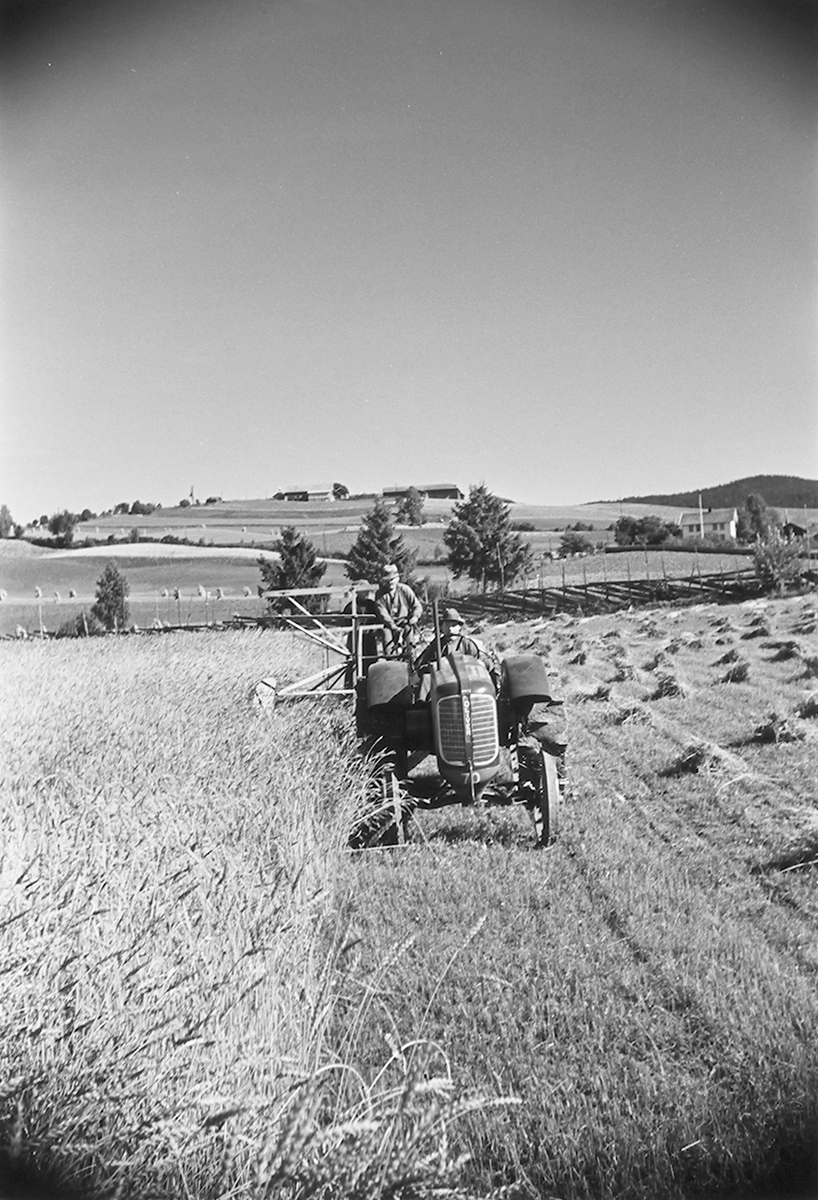 To menn på traktor med slåmaskin (Massey Harris), som slår høy. Høyonn. Antatt Bjørge, Gran, Hadeland, Fotografert 1940.