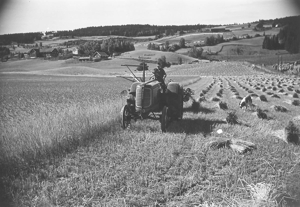 To menn på traktor med slåmaskin (Massey Harris), som slår høy. Høyonn. Antatt Bjørge, Gran, Hadeland, Fotografert 1940.