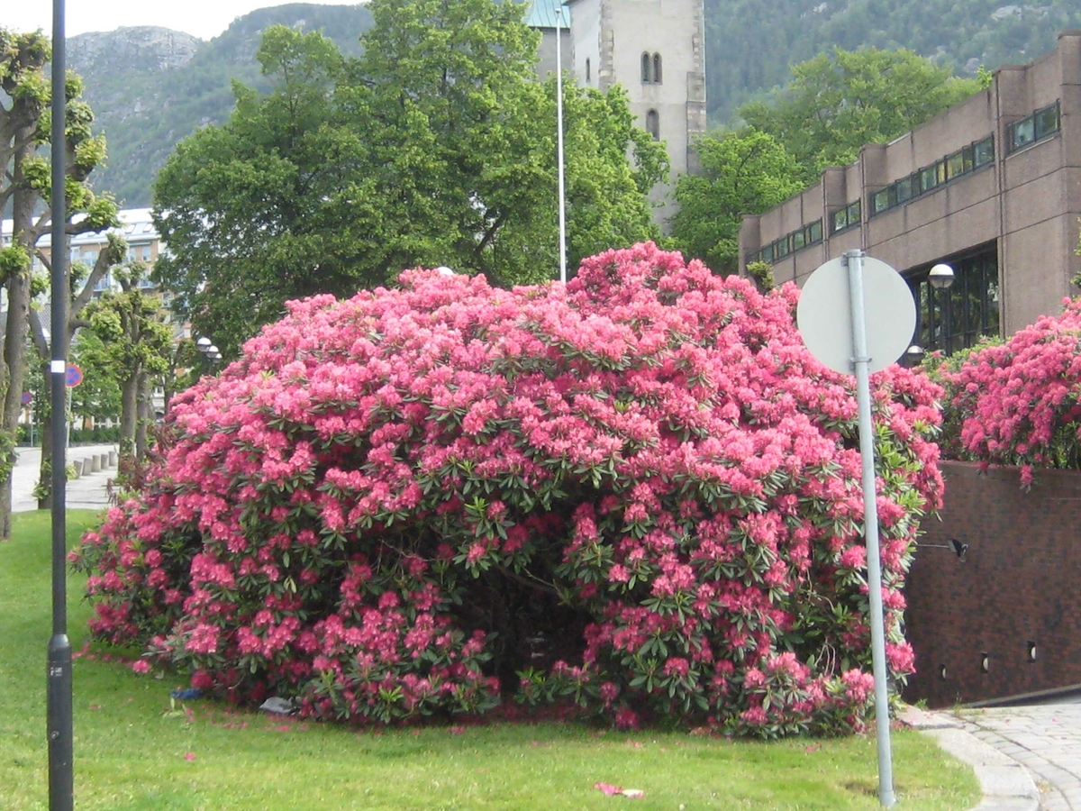 Rododendron