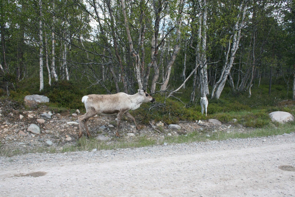 Reinsdyr, tamrein
