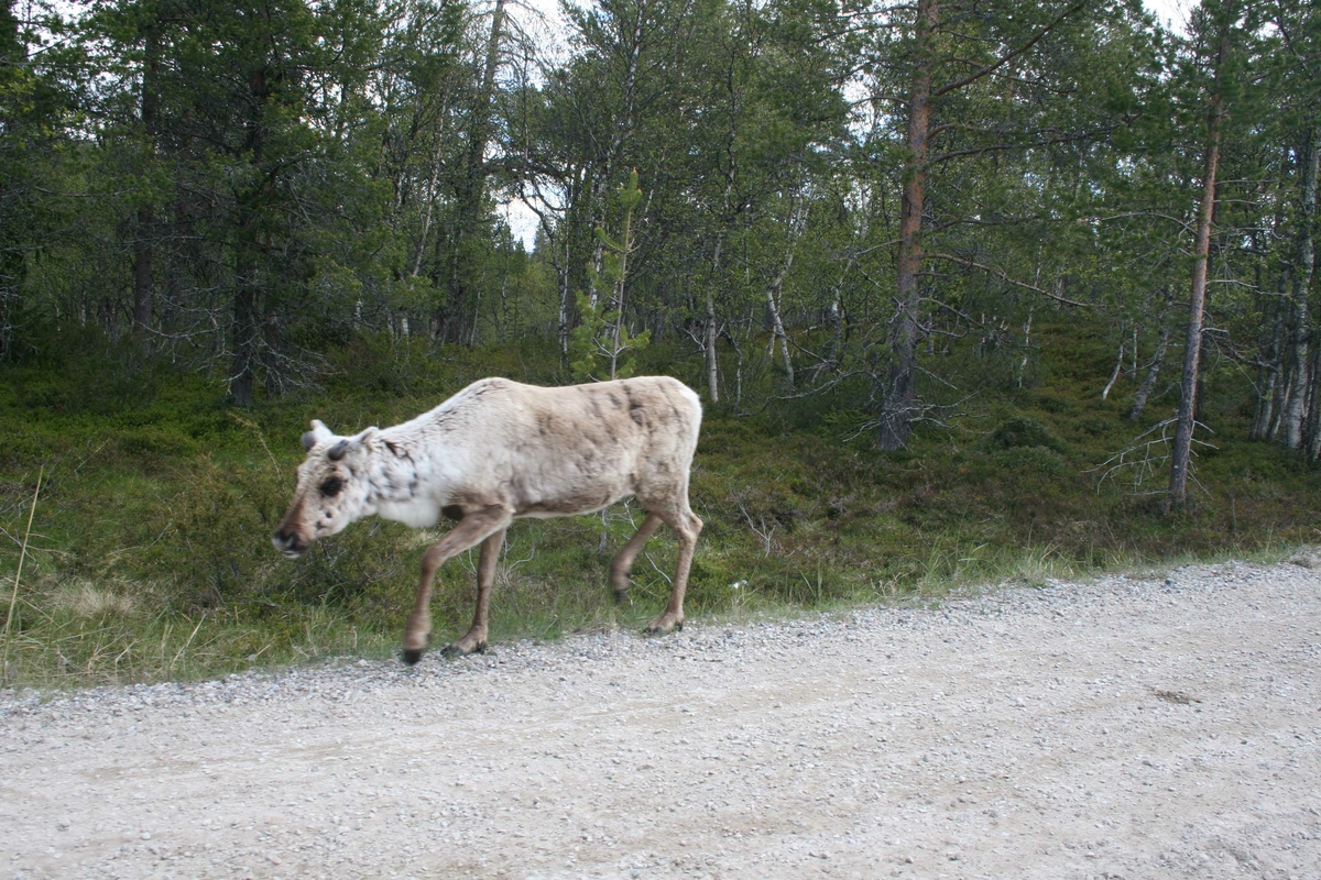 Reinsdyr, tamrein