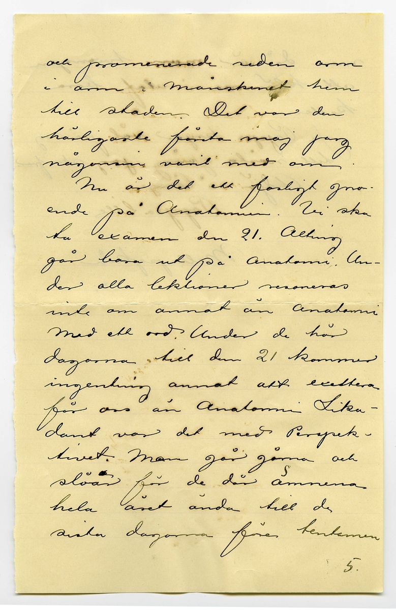 Brev 1901-05-06 från John Bauer till Joseph Bauer, bestående av sex sidor skrivna på fram- och baksidan av två vikta pappersark. Huvudsaklig skrift handskriven med svart bläck.
.
BREVAVSKRIFT:
.
[Sida 1]
Stockholm den 6/5 1901
Snälle Pappa!
Så roligt att pappa
känner sig så kry efter opera
tionen Jag hade ingen aning
om att Pappa försämrats så
betydligt på sista tiden, att en
ny operation var nödvändig.
Men nu är ju allt lyck-
ligt och väl öfverståndet, och
Pappa mår ju bra, och känner
sig kry, och är ju redan uppe
och går. Jag har bara fått
glada nyheter, allt sedan opera-
tionsdagen, så nu skall väl
1.
.
[Sida 2]
Pappa bli bra ordentligt
Jag skulle ha skrifvet
till Pappa för länge sedan,
men var dum nog, att inte
genast begripa adressen, utan
skref därför först hem.
Jag kände mig så dum nu
när jag fick Hjalmars bref-
kort med att ”Adressen na-
turligtvis endast är Lasarettet”.
Är det mycke långsamt
för Pappa, ensam som Pappa
är? Jag tycker Pappa skulle
ha en telefonapparat så att
Pappa då och då kunde tala
med dem där hemma Men
de äro ju rätt ofta ute hos
Pappa, och det dröjer väl inte
så länge innan Pappa får komma hem
2.
.
[Sida 3]
Här har nu en längre tid
varit det alra härligaste vår-
väder Pappa kan tänka sig.
Sol från klar [inskrivet: m] himmel hela
dagarna igenom ända tills
i går då här snöade rätt bra
på morgonen. Här håller
i alla fall på att löfvas allt
hvad det hinner. Det ligger re-
dan en lätt ljusgrön ton öfver
träden i parkerna.
Valborgsmässoafton var det
som vanligt fäst på Skansen
Alla människor skulle dit
ut. Jag var naturligtvis där ock-
så i sällskap med en klunga 
Akademister. Hela strandvägen
var en oafbruten ström af män
niskor. Droska vid droska full-
packade på ena sidan, och en
.
[Sida 4]
likadan rad med tomma
på andra sidan, som körde
för att hämta mera folk.
Men så var det också fullpackat
där uppe på Skansen. Hvart
man skulle gå fick man
tränga sig fram genom folk
massorna. Fru Lindström
träffade jag, och hon hade rys-
ligt svårt för att reda sig
tjock som hon är. Det lär ha varit
öfver 26,000 personer där uppe
1. Maj åkte vi ett
rätt stort sällskap Akademister [inskrivet: både flickor och pojkar]
med ångbåt ut till en liten
ö i skärgården. Därifrån
rodde vi till Lidinge värdshus
och marcherade landsvägen
till Djurgårdsbrunns värdshus,
drucko te och åto smörgåsar
4.
.
[Sida 5]
och promenerade sedan arm 
i arm i månskenet hem
till staden. Det var den
härligaste första maj jag
någonsin varit med om.
Nu är det ett fasligt gno-
ende på Anatomien. Vi ska
ta examen dn 21. Alting
går bara ut på Anatomi. Un-
der alla lektioner resoneras
inte om annat än Anatomi
Med ett ord. Under de här
dagarna till den 21 kommer
ingenting annat att exaltera
för oss än Anatomi. Lika-
dant var det med Perspek-
tivet. Man går gärna och
[överstruket streck över a] slöar för de där ämnena
hela året ända till de
sista dagarna före tentamen
5.
.
[Sida 6]
men då är man tvungen
att klämma i utaf bara 
katten.
Ja Pappa kryar väl på sig
till nästa gång jag skrifver.
Adjö så länge
Pappa lille
Mellapojken