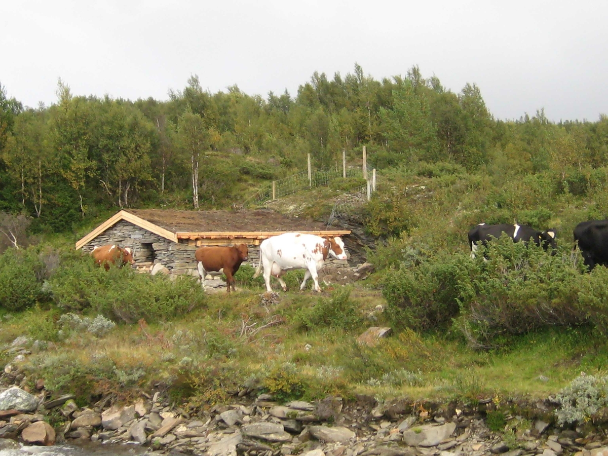 Steinfjøs, ku