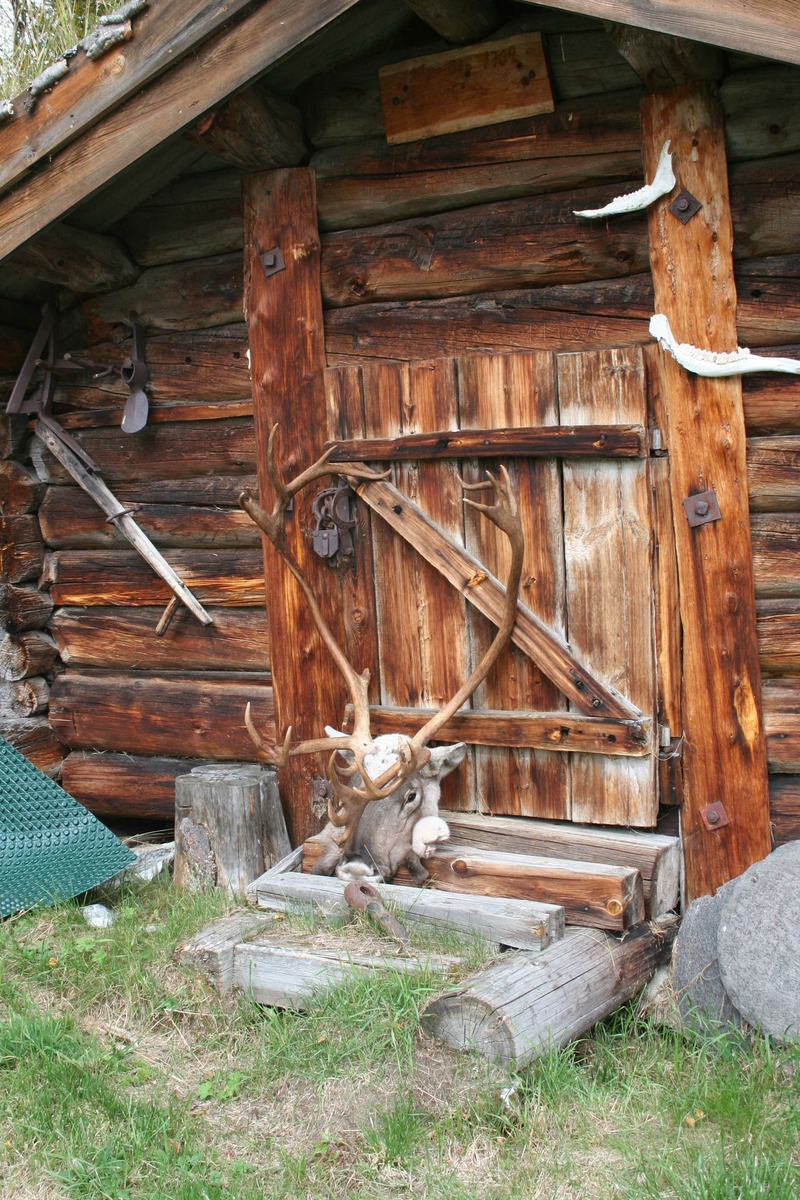 Bu, Reinshoder med gevir