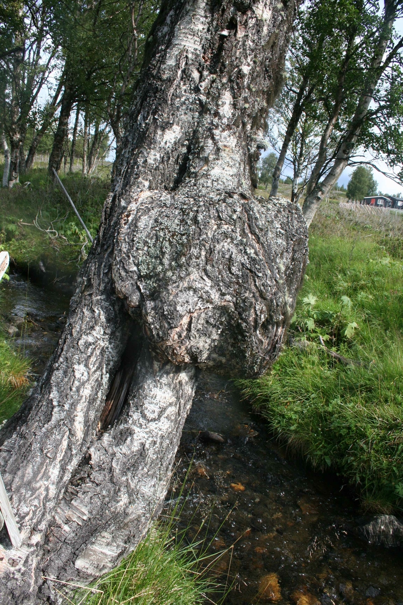 seter, bjørkeknute, Øverdalssetra