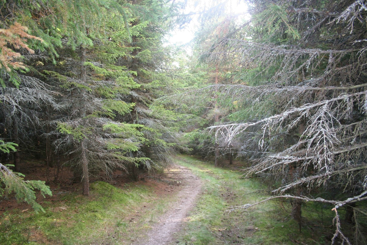 Granskog, plantefelt, Kvikne